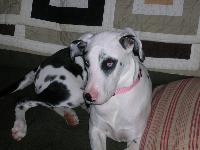 Gracie is a Harlequin Great Dane and will be two years old on September 6, 2008. We love her so much! She's very intelligent and loves other dogs and people. I don't know what I'd do without her! 
Lisa
Carrollton, Texas
July 2008