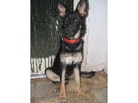 Misty Rose is a 6 month old german shepherd dog. She has become quit the loyal puppy and is great at learning new things.