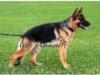 Aireddan T-Rex is being one-year-old in this photo. He may also take part in to dog shows.