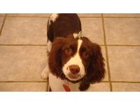 Muffin is a 6 month old Springer Spaniel. She loves belly rubs and is great with kids. She loves people and other animals. She never barks and is extremely smart. She is the perfect dog.