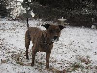 She is a Pit-bull mix, and the sweetest dog in the world.<br />
Most people think pits are vicious dogs<br />
but like all breeds, it depends on how the dog was raised. I'm tired of hearing bad things about pits from people who have never met one, especially Mocha.<br />
She is delicate with all of our animals, including the ferrets and the birds, and the pain in the butt puppy.<br />
Very loving, and very goofy<br />
I hope that more people will realize that they are an amazing breed, and only have the bad reputation because of ignorant owners.<br />
They are strong and unfortunately some use them for sick twisted games
