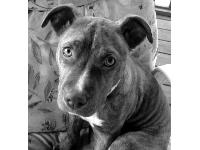 This is Lucy. She is now 3 1/2 years old and just a little cuddle bug! That is her favorite thing to do for sure!