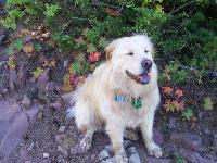 Daisy May loves hiking in the Rocky Mountains of the USA with me (here she is all dirty and happy!)  Although the Chow Chow part doesn't like swimming, she loves to go into the water up to her belly; we call her 