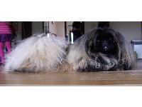 Delby is a gorgeous young Peke.
