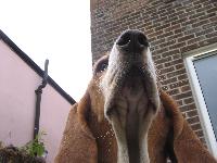 My lovely 4 year old basset Piper! Keeping a watch over her garden and looking very superior! She is a true example of how fantastic bassets are!