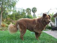 I LOVE OUR TOLLER, ZOEY -SHE IS ONE OF THE BEST DOGS WE'VE EVER OWNED:
SHE'S FUNNY
LOYAL
PLAYFUL
AFFECTIONATE
FANTASTIC
JUST A WONDERFUL ADDITION TO OUR FAMILY