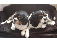 George has been part of the family or 10 days he was not been cared for properly but  is now and scoota has been with us since she was 9 weeks old.