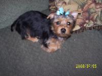 Aby is my 5 year old daughter's baby. She is now 17 weeks old. She is very loving and very alert about everything that concerns her human. We just love her dearly. I am a groomer and said I would never own one of these little ones, but she has stolen my heart from the moment she came into our household. Such a delight!