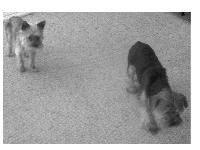 Here are our two little cutie patootie yorkies, Teddy and Trevor.
We purchased them after our little Homer died in December of last year.