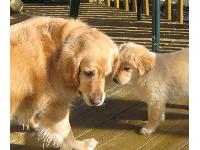 Jetty and Lily 2008