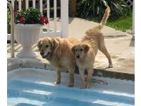 Jetty and Lily racing to the pool.