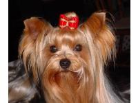 shes a little cuteee
shes my uncles but shes adorable
my uncles gonna give it me when i go back next yr
for a holidai