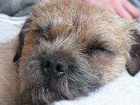 Chilli is from Denmark, and is a 3 years old male. Love that breed