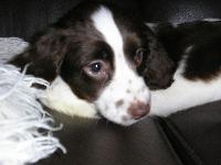 This is my beautiful 4 month old puppy, Tess.
She loves all the attention, and playing with my 2 year old son.
She is a fantastic dog.