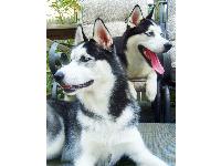 These are our Nina and Shiloh...
Always ready for a close up!...
Sandy