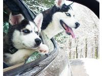 These are our gorgeous babies... Nina and Shiloh on their first car ride after Shiloh got home!...
Sandy