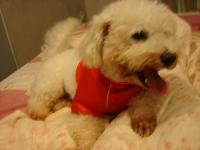 8 year old bichon frise