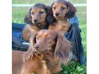 this is fifi she is 8 here with her sons pork chop, and jerry about 4 years ago she was the best mom