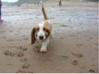 my lovely pup geroge now nearky 8 mths old and almost ten times as big (and heavy!) bassets are amazing dogs and he is such a part of our family and we love him oodles!