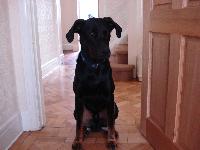 This is a photo of our 1yr old beauceron.  He is a very playful, protective and a highly intelligent dog, a pleasure to own!