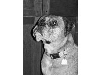 Millie is my first boxer, and she is such a wonderful dog! She is the sweetest, funniest and smartest dog ever. Her boisterous personality keeps me laughing all the time.