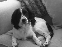This is my English springer spaniel. His name is quincy and i think he is so adorable. He can do tricks and beg and he is so dopey but i dont have those pictures on my laptops though =]=]