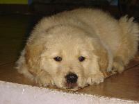 My name is Anay, I’m a 2 month old golden retriever  from Chile.