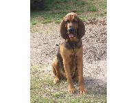 Jezebelle, our female bloodhound.  A quiet beauty, inherited from a dear friend.  She had a litter of 12 this spring~ was expecting when she came to us~ we kept one puppy, Ursula.