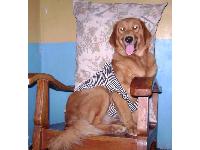 Loves to dress-up & pose on cameras. Sweet, lovely, intelligent, hyper-active & gentle to everyone. Loves to watch tv with mommy & daddy on weekends. Pampered with dozen of toys & treats!