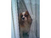 My gorgeous Cavalier Angel