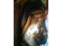 lool he cwalifud 4 crufts n rules over all
xx lovee him n
if youu say urs is betta he will eat it hahahaha