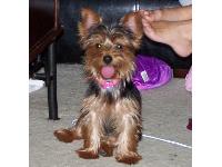 7lbs Female, Tan/Black with grey on top of her head.  Smart, playful.