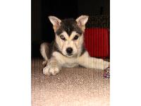 3/4 siberian and 1/4 german shepherd.