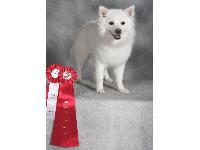 Kit, a three-year-old bitch, with her Grand Champion and Group 2 ribbons.