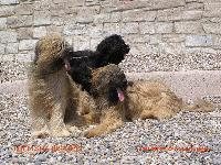 Our Briards on a Devon beach.