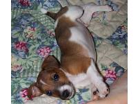 Rascal when he was a pup having a good stretch.