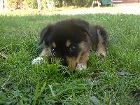 Roman batting his big brown eyes.
Rottweiler/Collie mix. 9 Weeks old