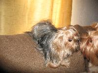 here is another 1 my little one which also has a pix a few down