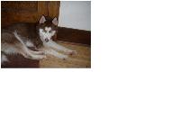 This is our red Siberian Husky, Chewbacca, so named because he looks and sounds like a small Wookiee.  His nickname, Chewie, is also very appropriate, because he chews anything that he can get near.  We think he has a plastic deficiency, but the vet has not confirmed this yet.  He is a rescued dog and was one day of being put down at the Fargo pound.  We started fostering him in March and gave him his permanent home in June.  He now enjoys his big backyard, especially sitting on top of his dog house and watching his domain, just like in the Snoopy cartoon.
