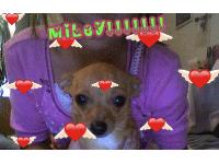 she is tiny she likes to play with tennis balls and she is really cute!!!