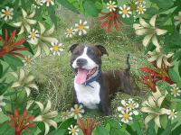 Full of energy,this is my 3year old stafforshire dog.
