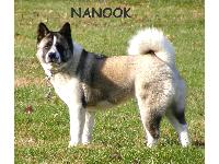 Nanook is a Full Bred Akita.  She's 4 yrs old.  She's a miracle dog because she got kennel cough at 10 weeks old, 2 weeks after we bought her.  The vets all said she would die because it turned to pneumonia and she was very sick.  I brought her back home and spent weeks giving her alot of love, anitbiotics, etc. and as you can see she's very happy and healthy!
She goes EVERYWHERE with me and has since day one!