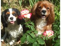 These are my two puppies cleo and henry, they are both about 1 year old, henry(the ruby) is a bit older than cleo(the tri)
I love them both so much, they are the best dog breed in the world!
