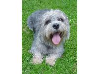 Hamish one the Dandies we adore!
http://www.flickr.com/photos/mishahda_dandie_dinmont_terriers/