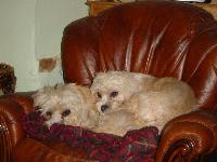 Megan & Bryony relaxing at home.
They are mustard Dandie Dinmont Terriers.
http://www.flickr.com/photos/mishahda_dandie_dinmont_terriers/