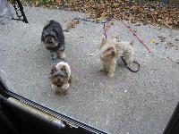 this is bruno tedd, and mica. Bruno is the lil guy in the coat he is my 3 lbs yorkie. Teddy-Bear my 7 1/2 lbs blonde yorkie and Mica is my 12 lbs palm-a-poo.