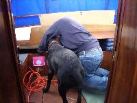 Man's best friend