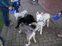 Who looks after the Huskies?
