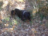 Just a quick snapshot of Diamond in our yard