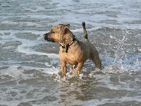 Missed this photo off my previous post.
 This is Tala enjoying her first taste of the sea.